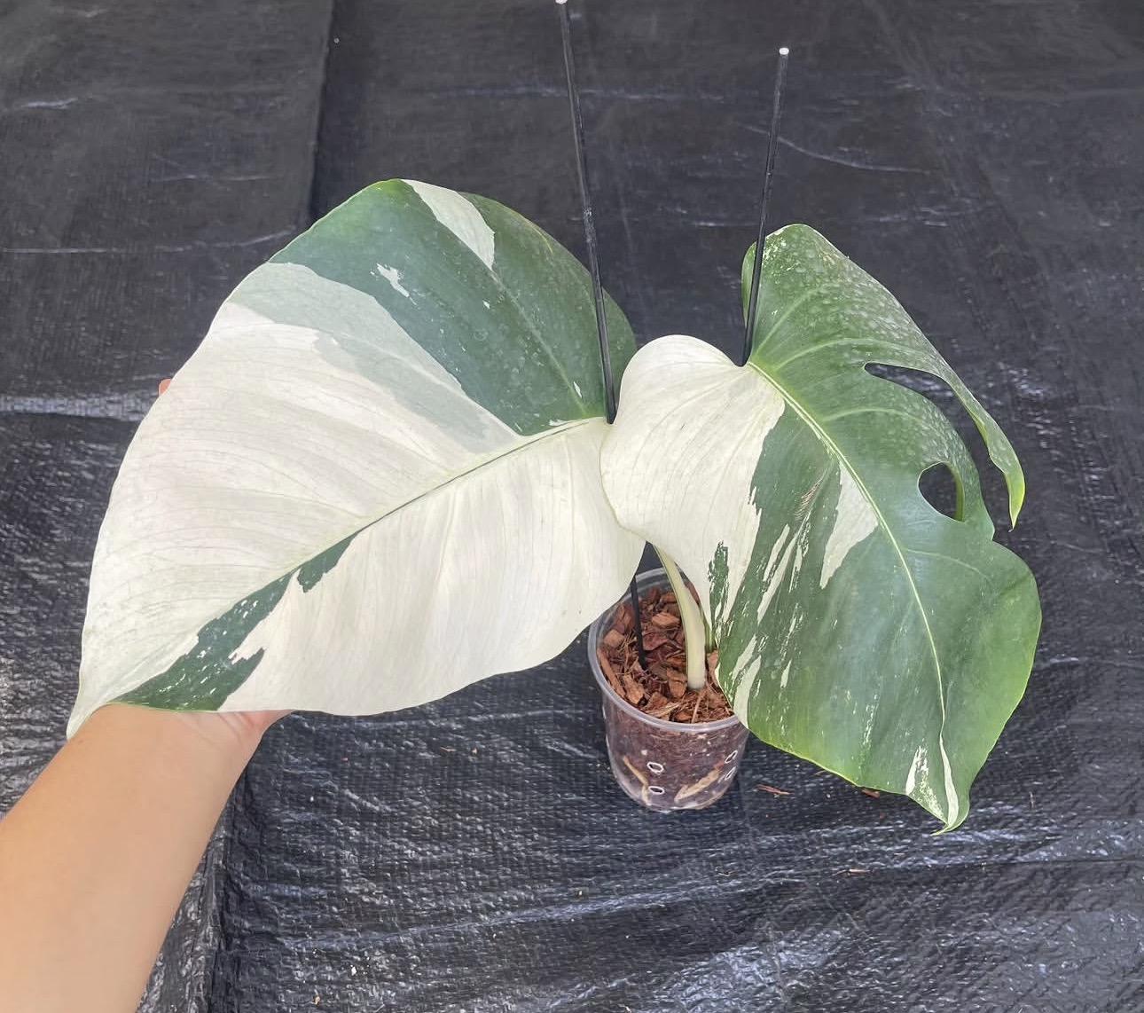 Monstera albo