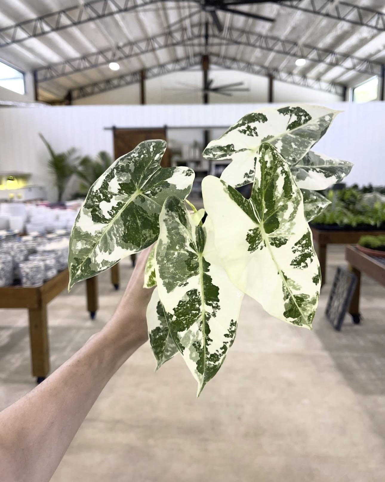 Alocasia frydek