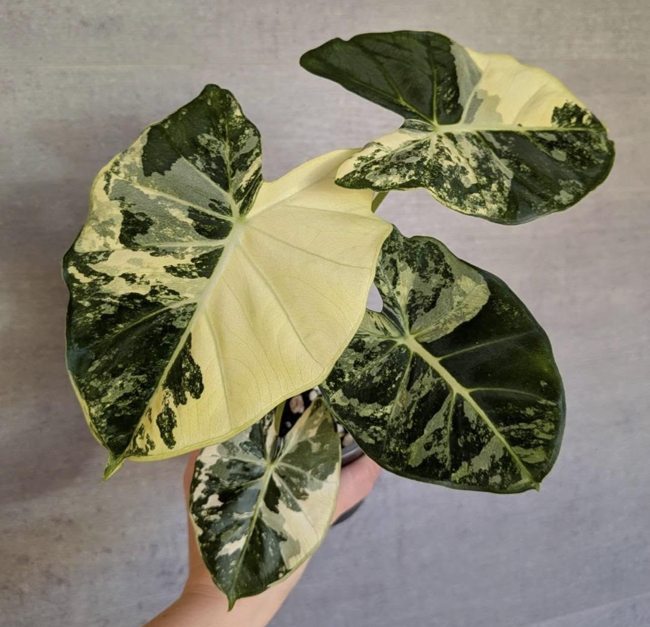 Alocasia frydek